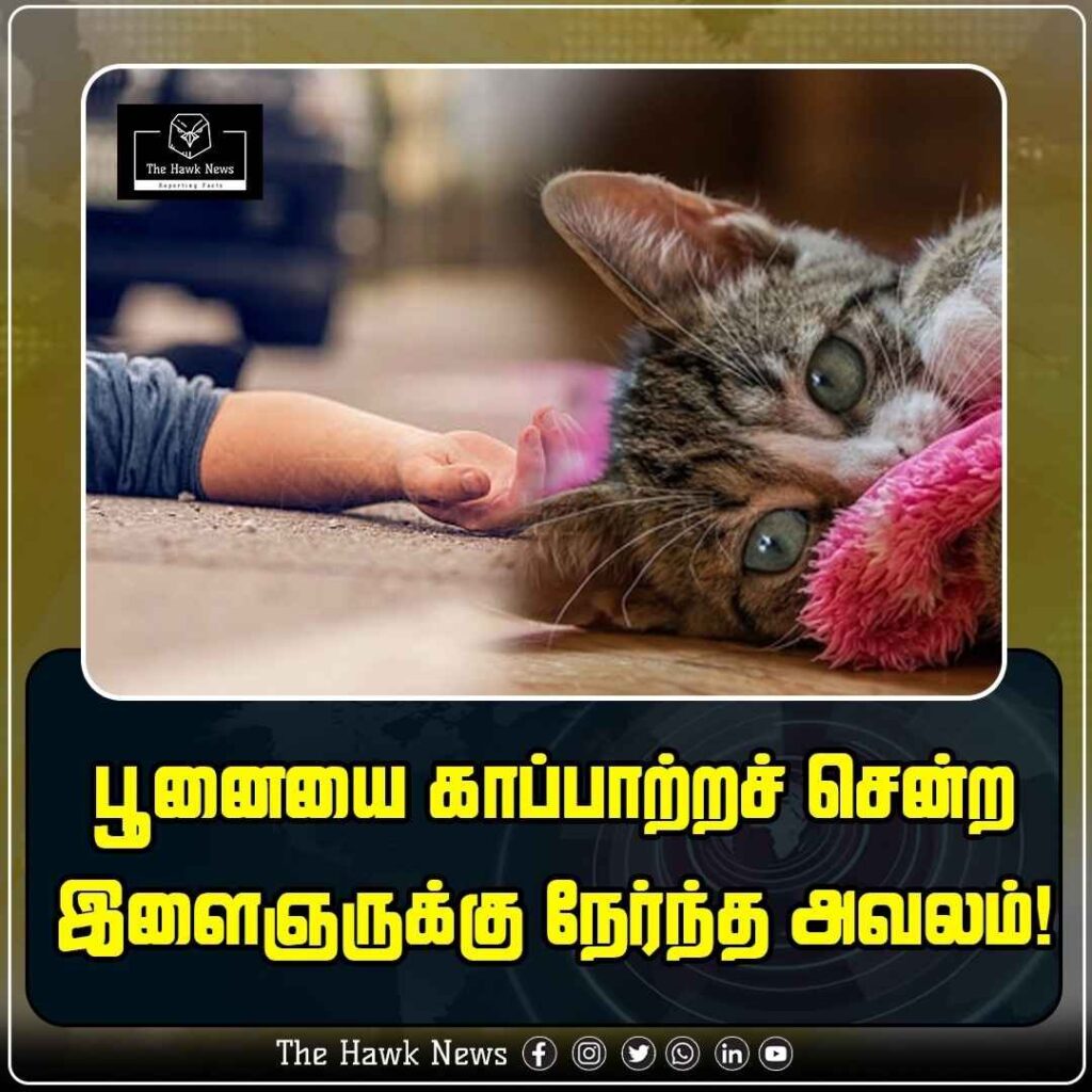 பூனையை காப்பாற்றச் சென்ற இளைஞருக்கு நேர்ந்த அவலம்