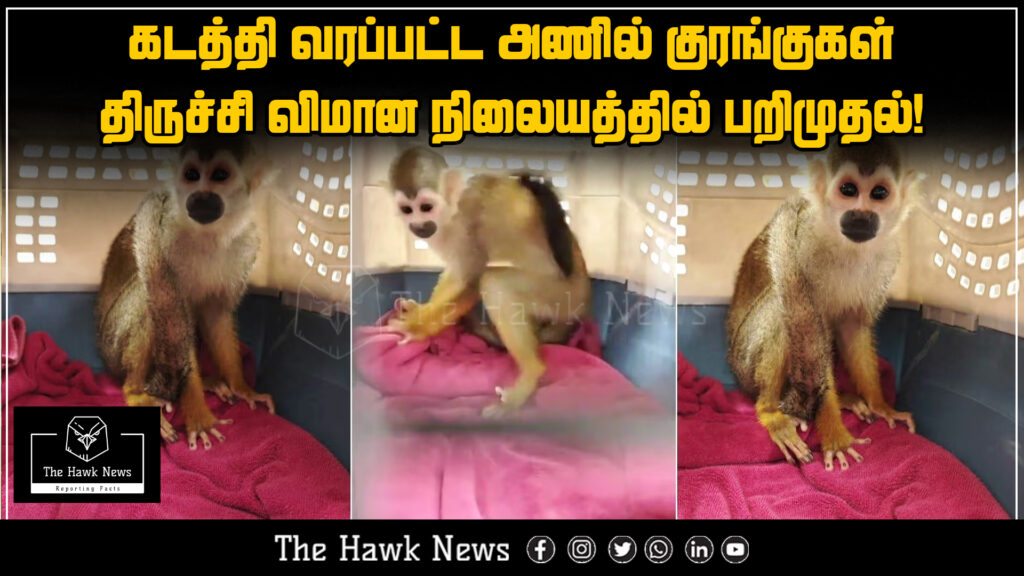 "Customs officials seize smuggled squirrel monkeys at Trichy Airport."